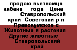 продаю вьетнамца  кабана 1.2года › Цена ­ 8 000 - Ставропольский край, Советский р-н, Правокумское с. Животные и растения » Другие животные   . Ставропольский край
